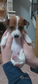 Cuccioli Jack Russel