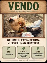 7 splendide galline