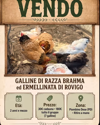 7 splendide galline