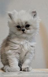 Cuccioli di gatto Persiano Chinchilla Silver