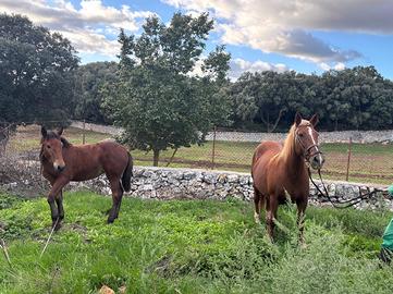 CAVALLA + PULEDRA