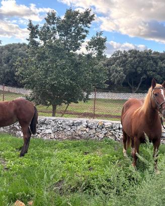 CAVALLA + PULEDRA