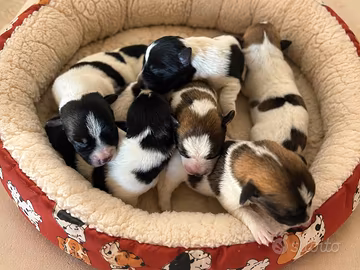 Cuccioli jack russel