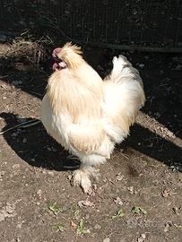 Gallo di moroseta