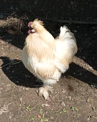 Gallo di moroseta