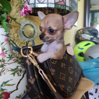 Tiffany chihuahua mini Toy cucciola