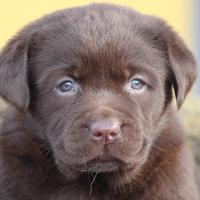 Cuccioli Labrador Chocolate e neri