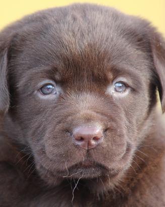 Cuccioli Labrador Chocolate e neri