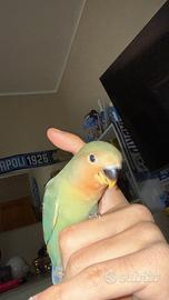 Inseparabili allevati a mano