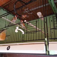 Cardellino Mayor portatore di Agata e Isabella