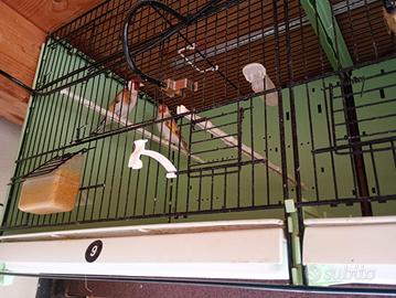 Cardellino Mayor portatore di Agata e Isabella