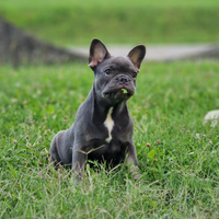 Bulldog francese