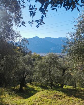 Uliveto con orto e vista panoramica - Bolognano