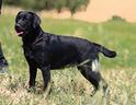 femminuccia-di-labrador-nera-rimborso-spese