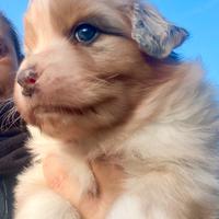 Australian Shepherd Pastore Australiano femmine