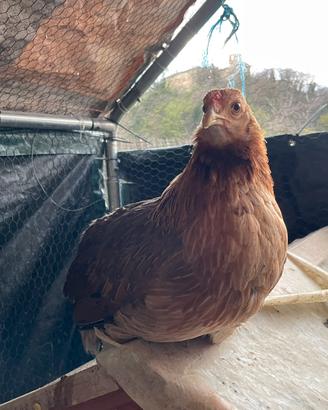 Araucana Selvatica