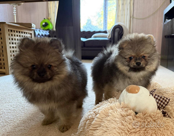 Cuccioli pomerania mini toy maschio femmina