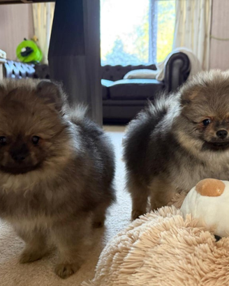Cuccioli pomerania mini toy maschio femmina