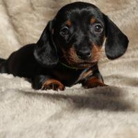 Cucciolo bassotto nano