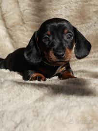 Cucciolo bassotto nano