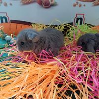 Conigli ariete nano minilop