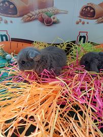 Conigli ariete nano minilop