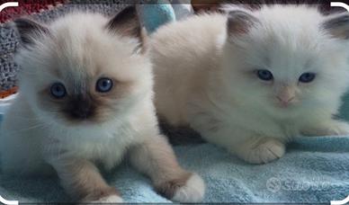 Gatto ragdoll