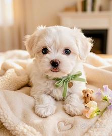 Maltese Maschio Cucciolo