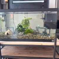 Splendido Acquario da 60 litri