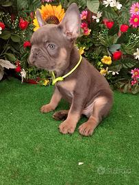 Cuccioli di bulldog francese