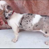 Bassotti femmine piebald occhi azzurri