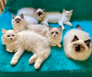 Cuccioli Ragdoll