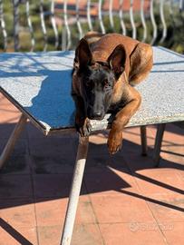 Pastore belga Malinois