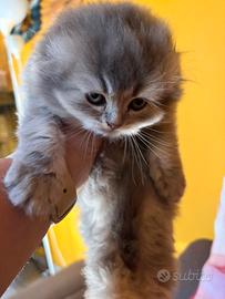 Scottish Highland fold