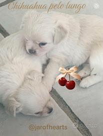 Cuccioli chihuahua pelo lungo