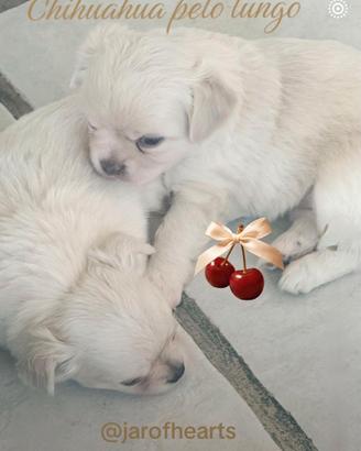 Cuccioli chihuahua pelo lungo