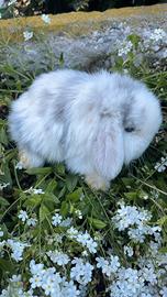 Cuccioli coniglio disponibili