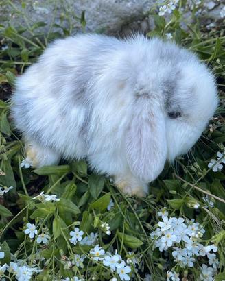 Cuccioli coniglio disponibili