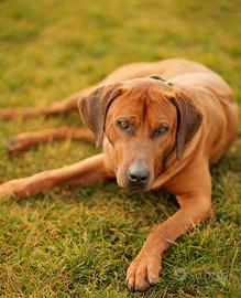 Cuccioli di Rhodesian Ridgeback
