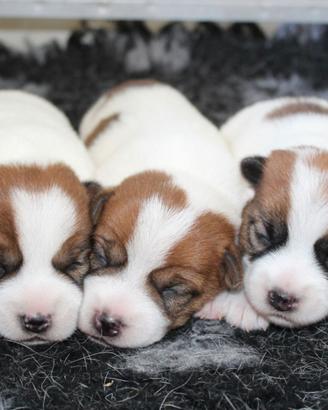 JACK RUSSELL TERRIER