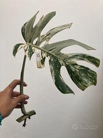 Talea monstera albovariegata