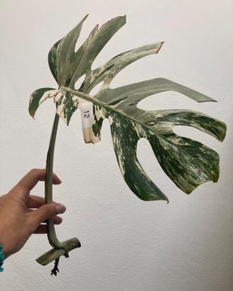 Talea monstera albovariegata