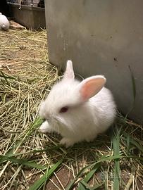 Cuccioli piccoli coniglio