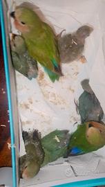 Inseparabili allevati a mano