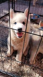 Cucciolo Siberian Husky