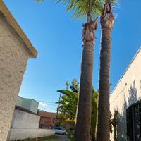 Cocus piu di 5 metri