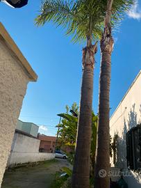 Cocus piu di 5 metri