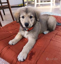 Lyuba, cucciola 2 mesi e mezzo