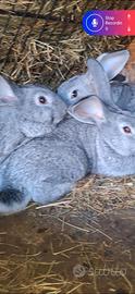 Conigli grigio di carmagnola in purezza 2 mesi
