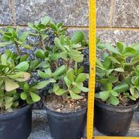 Crassula - Albero di Giada - Pianta Grassa